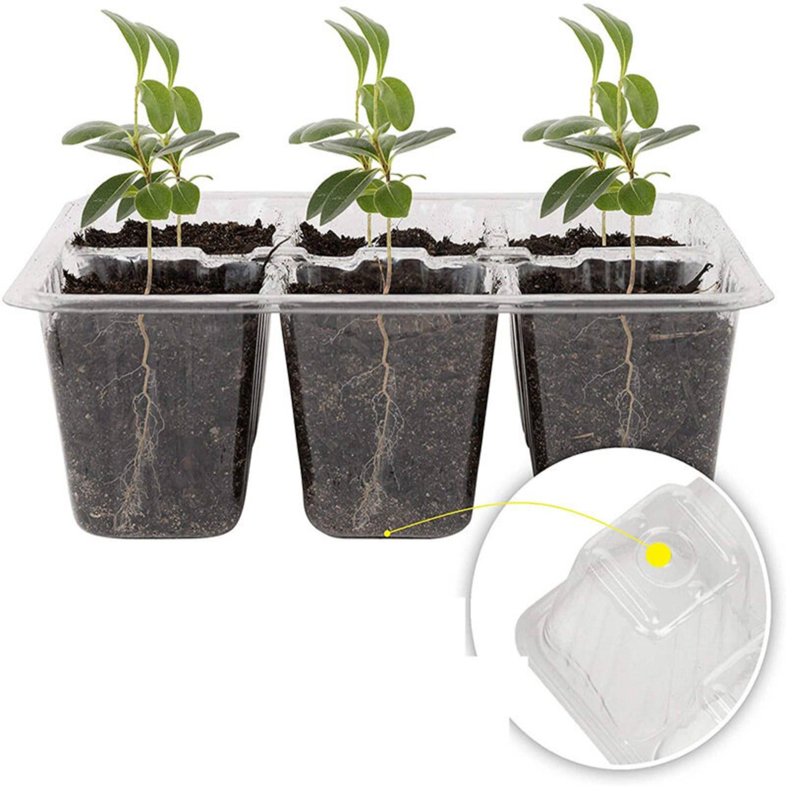 Humidity Dome Kit - Bandeja de Germinação com 12 Compartimentos