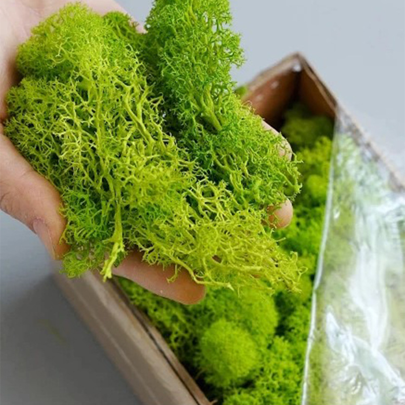 Sphagnum Moss Dry - Plantas verdes artificiais vida eterna musgo