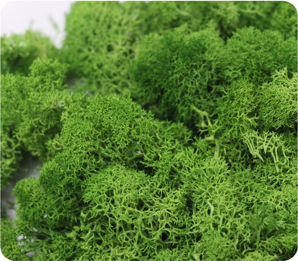 Planta artificial vida eterna  - Sphagnum Moss Dry avaliação e preço