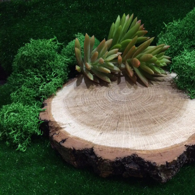 20g musgo natural planta artif - Sphagnum Moss Dry avaliação e preço